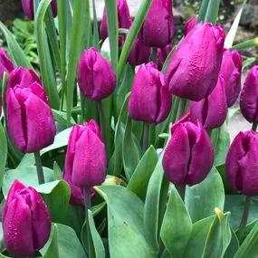 Purple Prince Tulip (Tulipa Purple Prince) Img 2